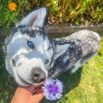 Fanbase profile picture for @pets