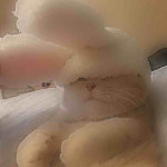 Fanbase profile picture for @cupid