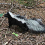 Fanbase profile picture for @skunk