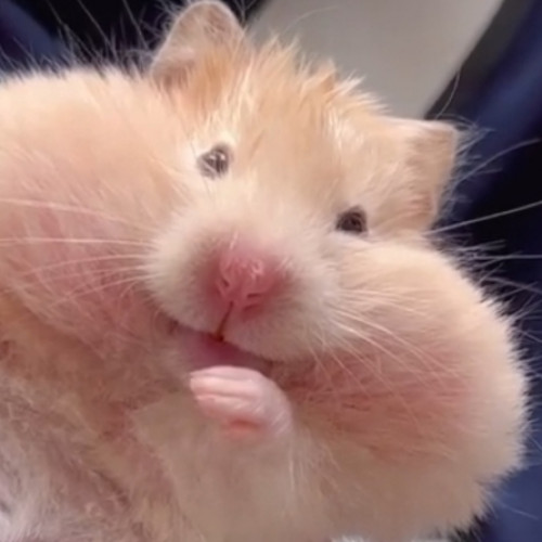 Fanbase profile picture for @hamster