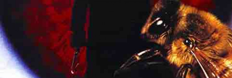 Fanbase banner for @VEE