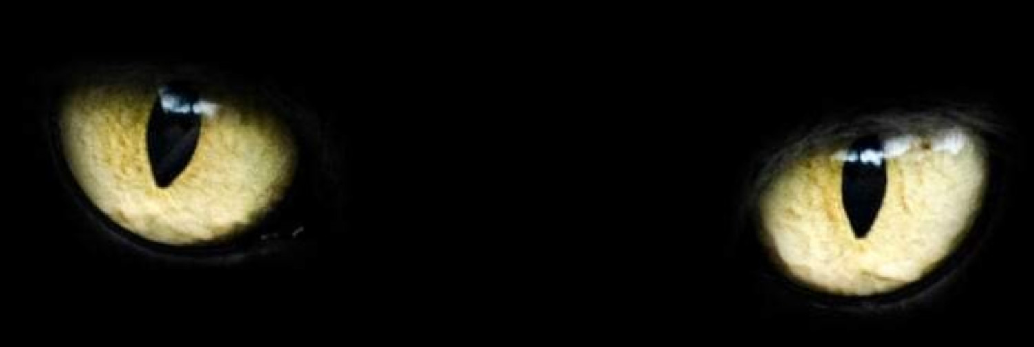 Fanbase banner for @mariii