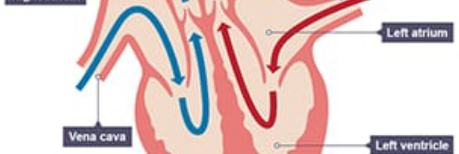Fanbase banner for @malay
