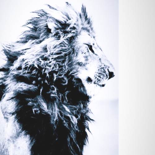 Fanbase profile picture for @serkan